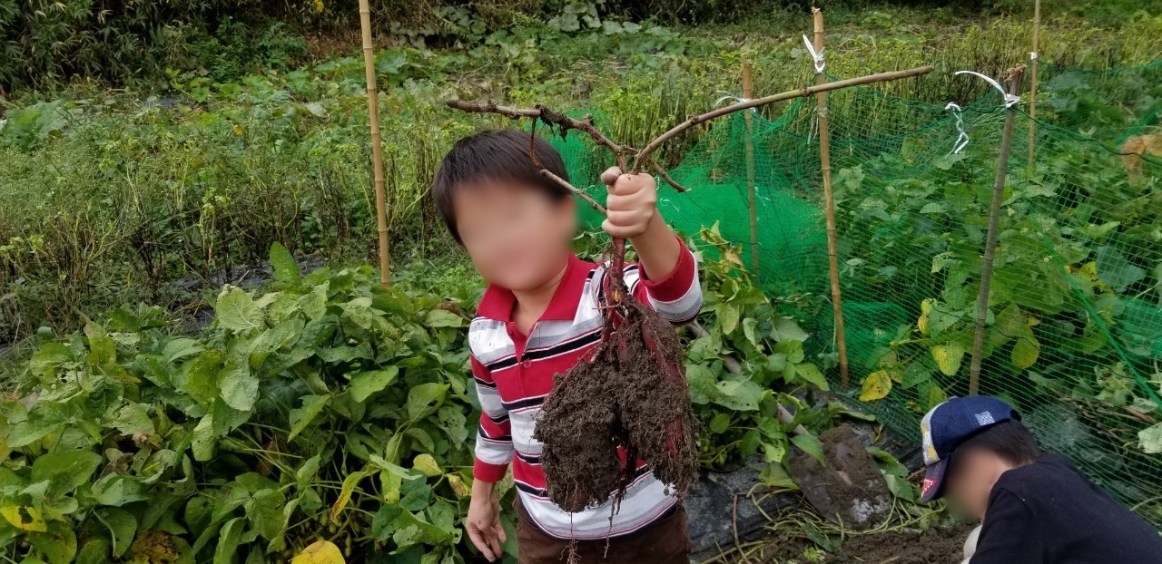 秋の味覚！芋ほり体験(*^^*)